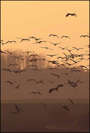 Migrations oiseaux