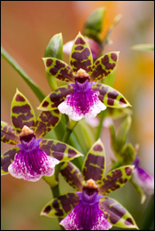 Merveilleuses orchidées