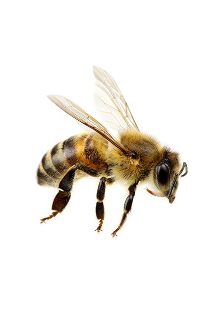 Merveilles de la ruche