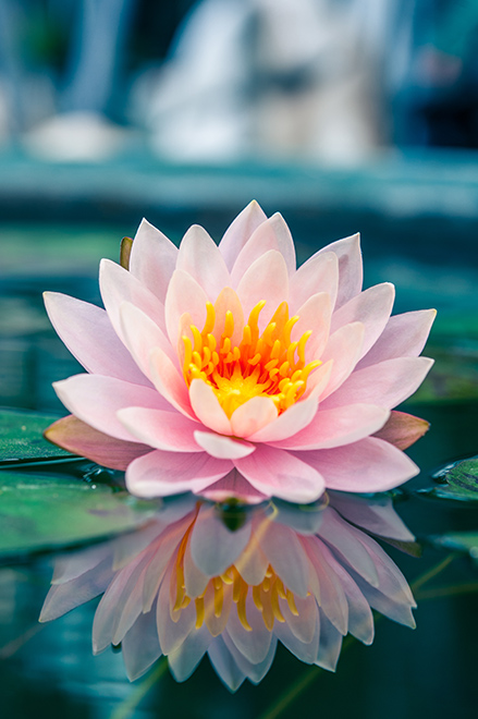 SDJ - Fleur de lotus