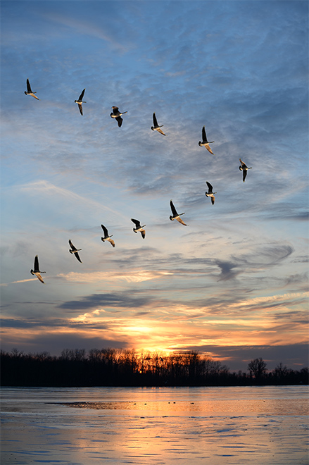 Migrations oiseaux