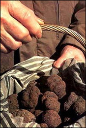 Truffes