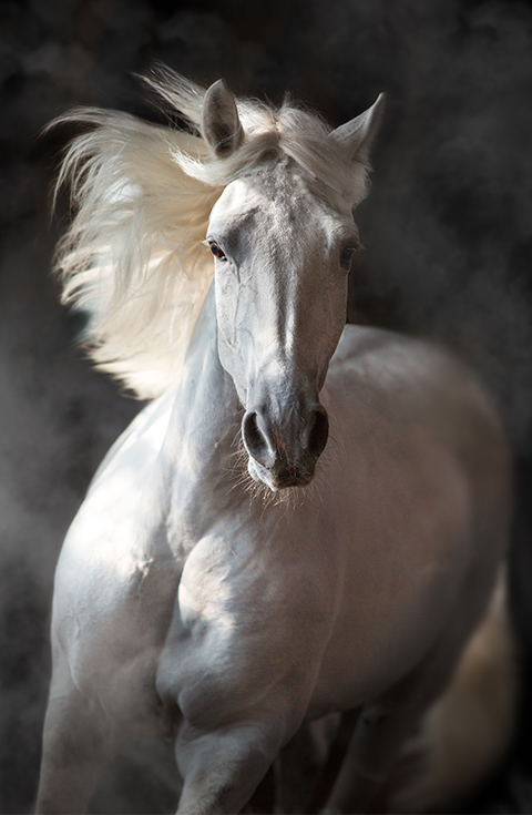 Cheval blanc
