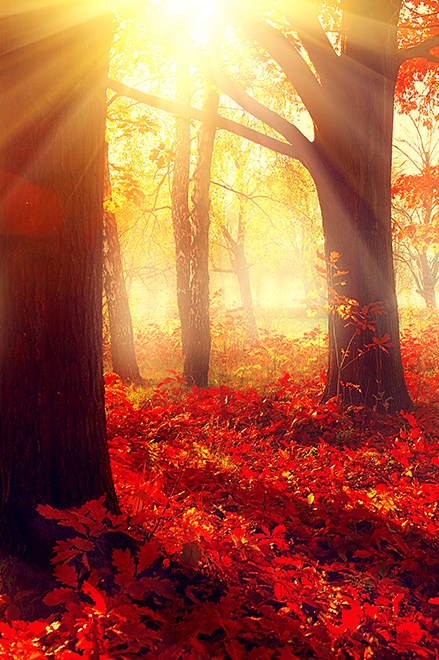 Couleurs d'automne 