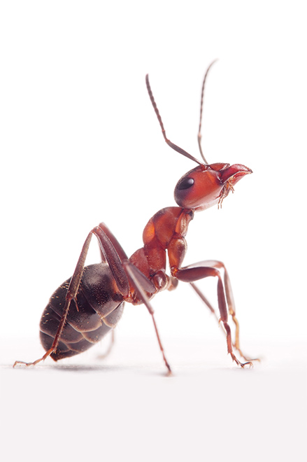 fourmis