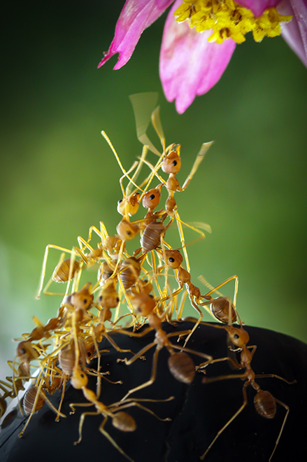 Fourmis