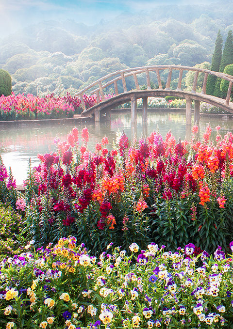 Jardin avec pont