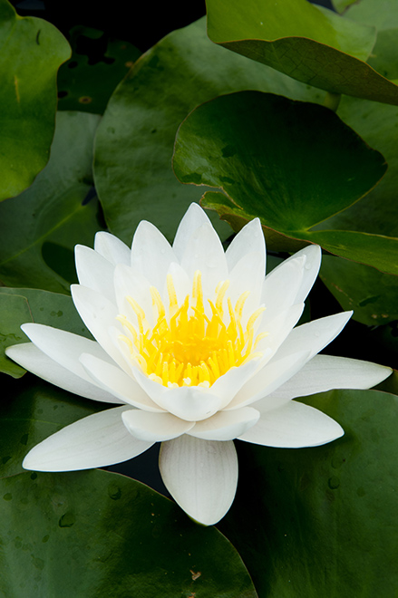 Lotus