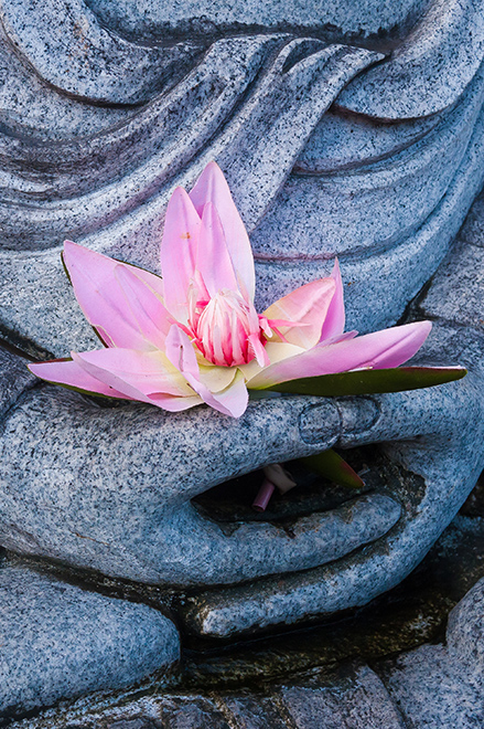 Lotus