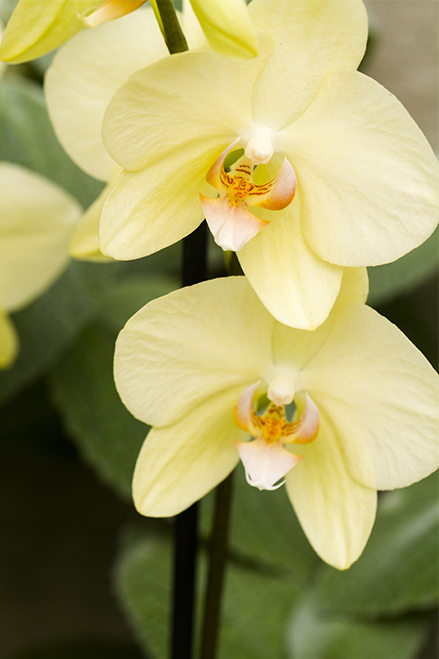 Orchidées