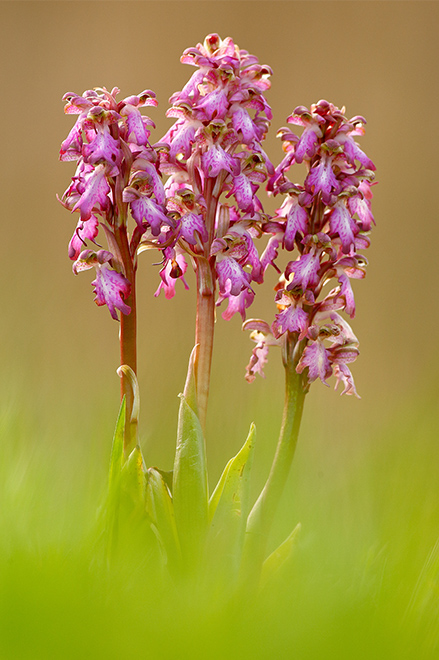 Orchidées