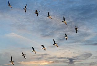 migrations